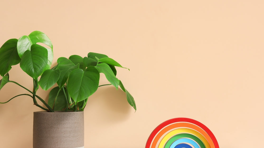 rainbow next to plant