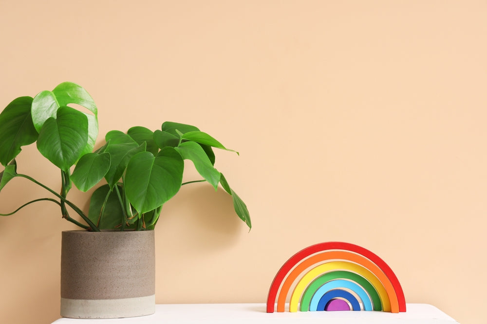 rainbow next to plant